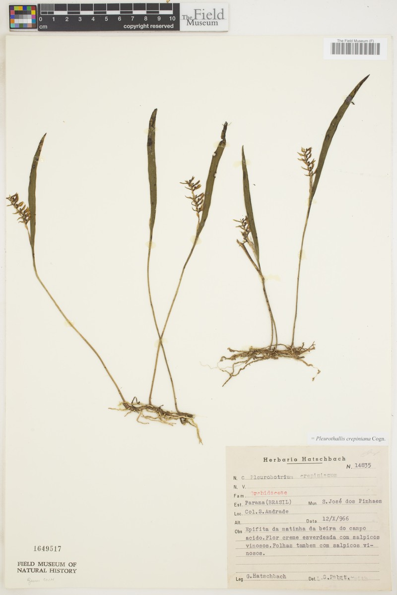 Acianthera crepiniana photo 8