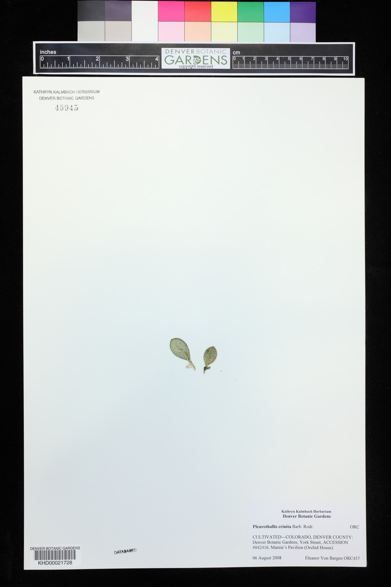 Acianthera crinita photo 3