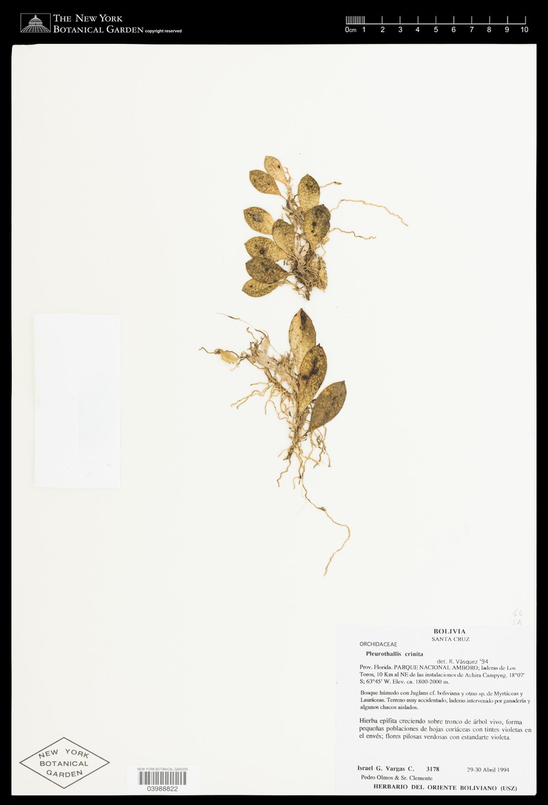 Acianthera crinita photo 4