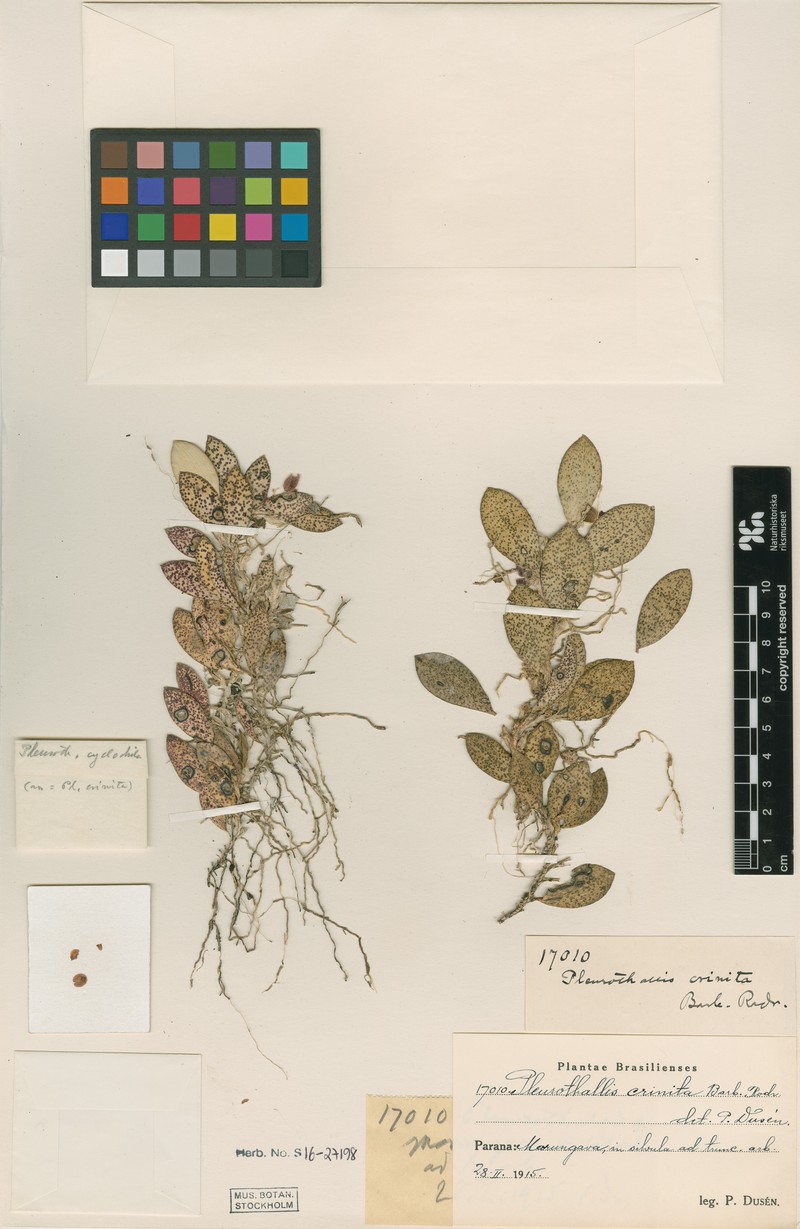 Acianthera crinita photo 6