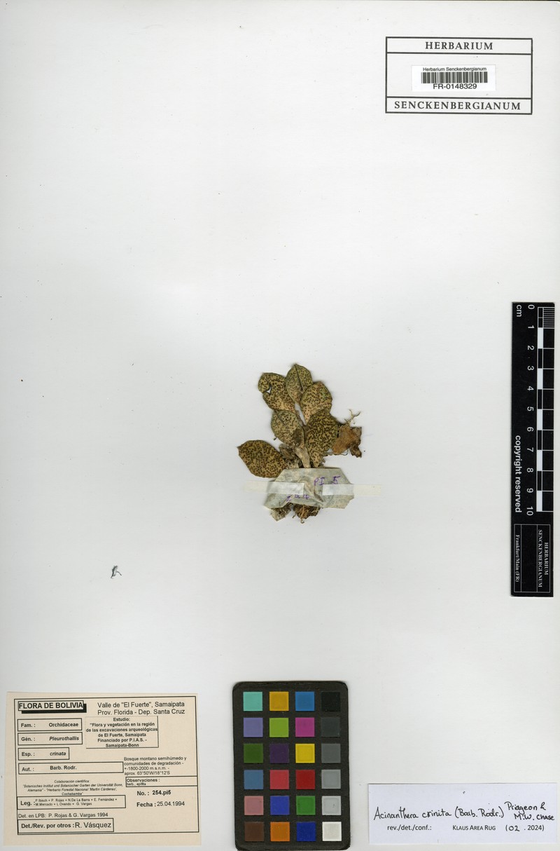 Acianthera crinita photo 7