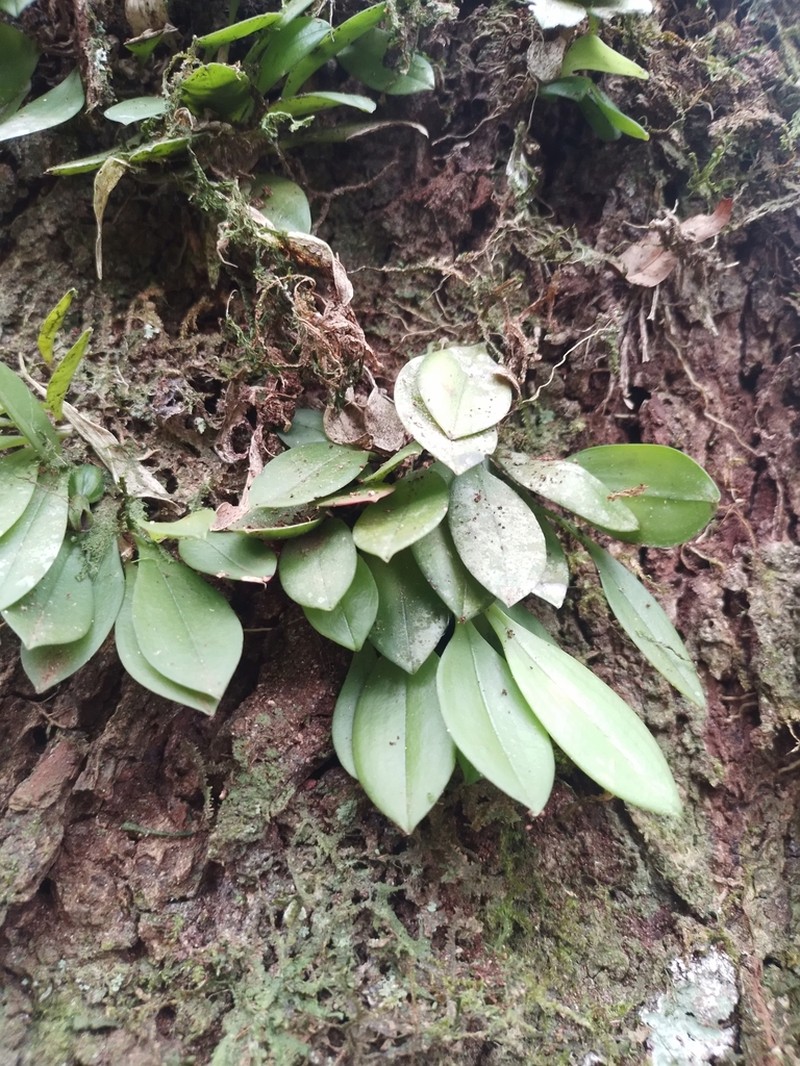 Acianthera cryptantha