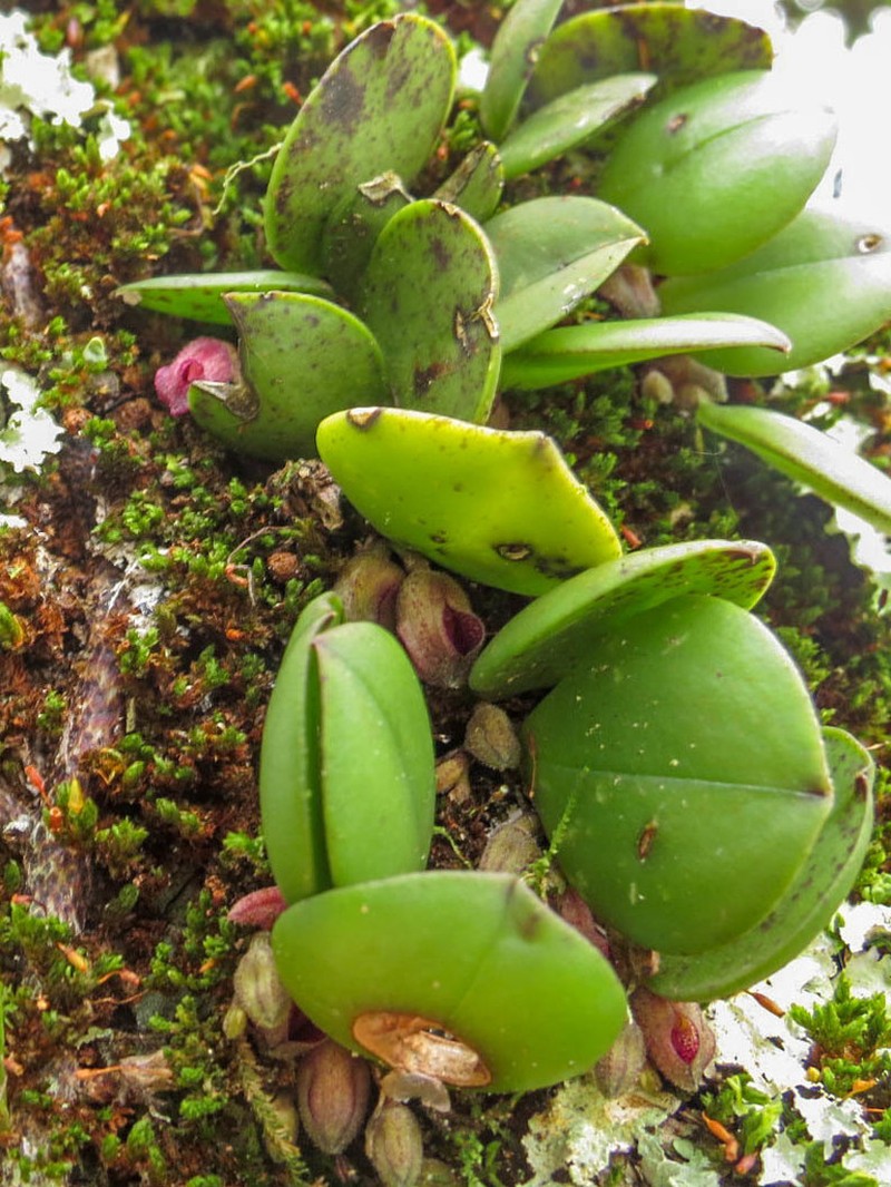 Acianthera cryptantha photo 2