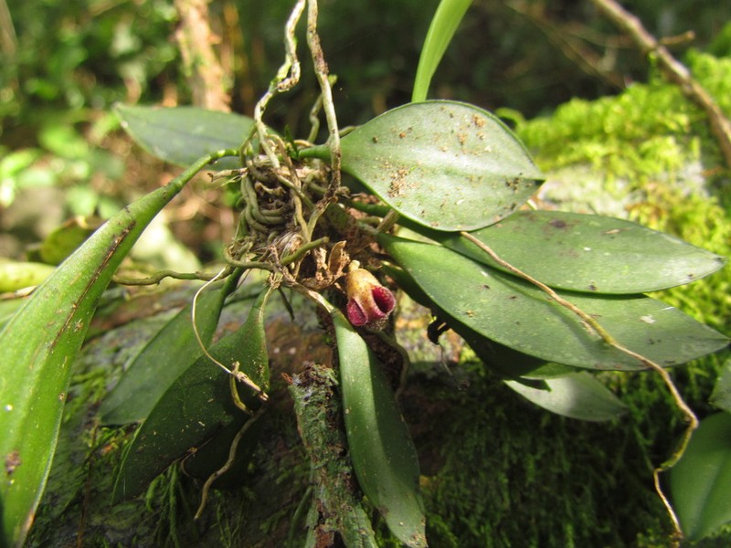 Acianthera cryptantha photo 3