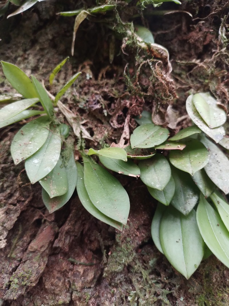 Acianthera cryptantha photo 4
