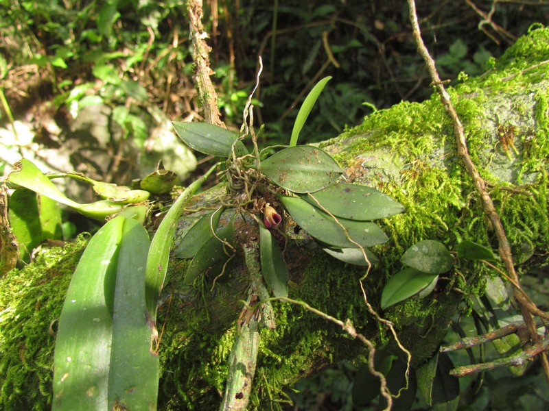 Acianthera cryptantha photo 5