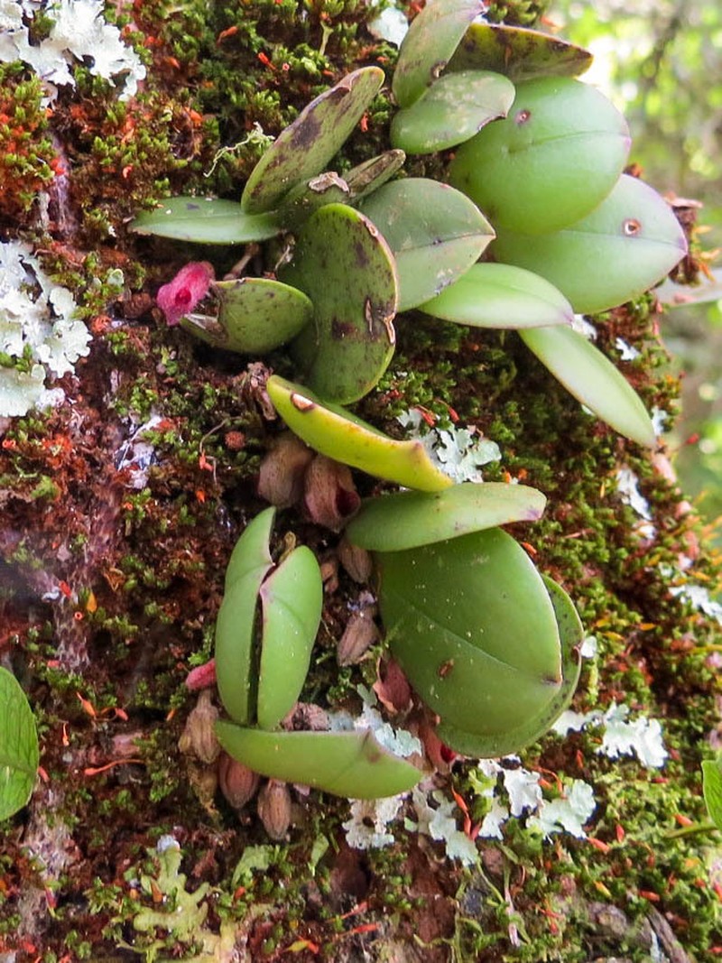 Acianthera cryptantha photo 6