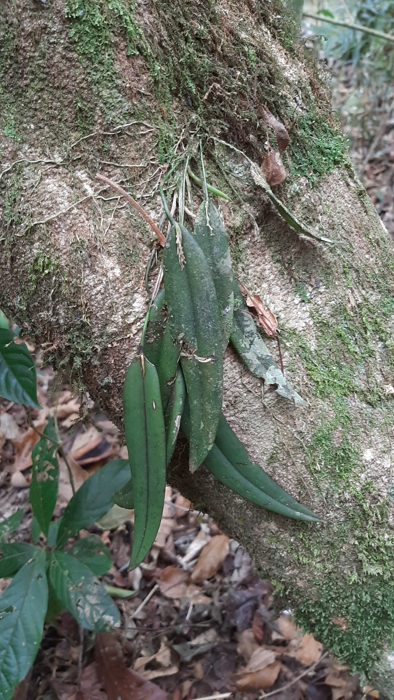 Acianthera cryptophoranthoides photo 2