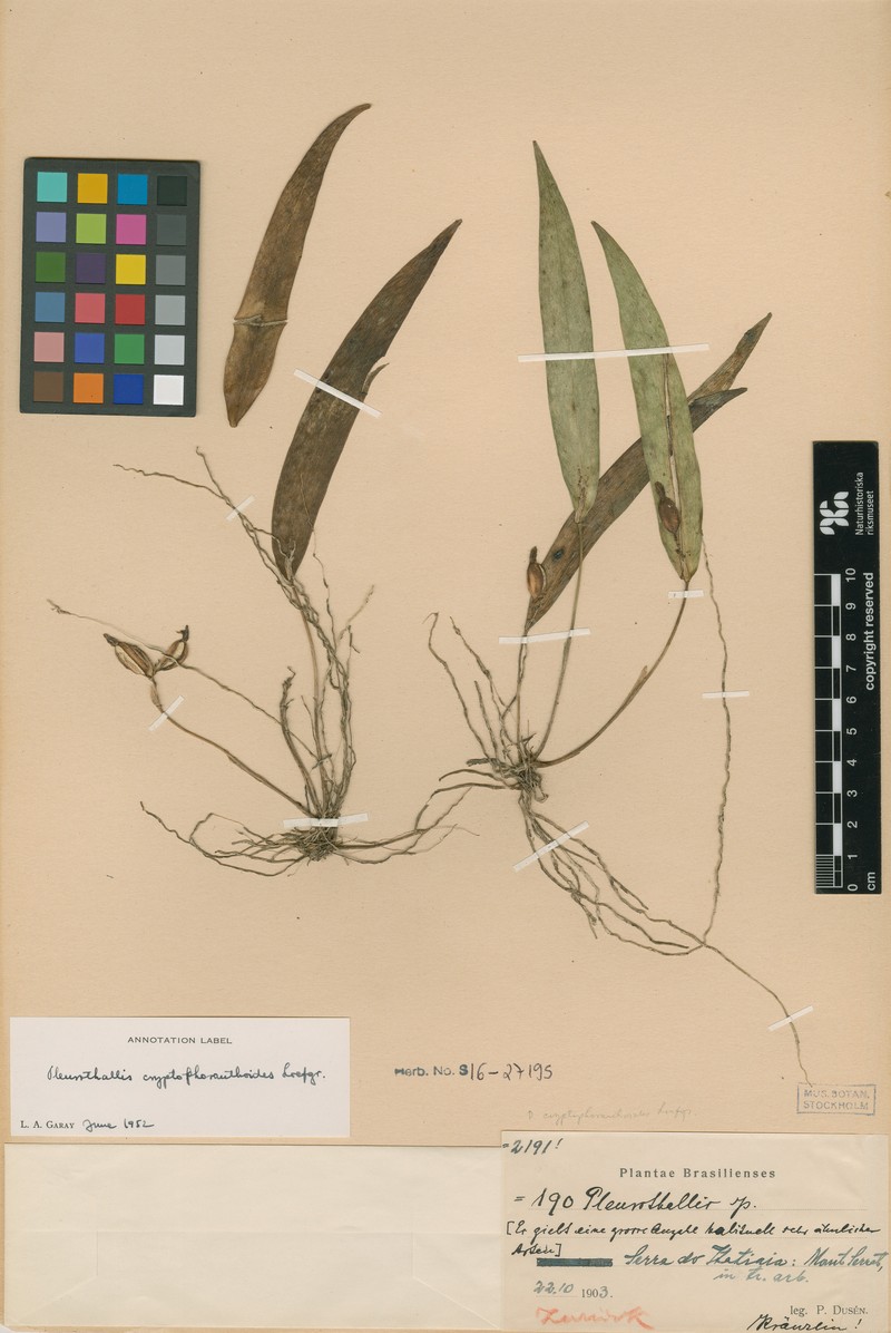 Acianthera cryptophoranthoides photo 3