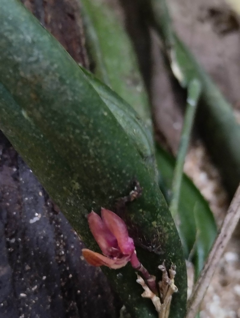 Acianthera decipiens photo 2