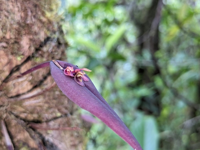Acianthera decipiens photo 3