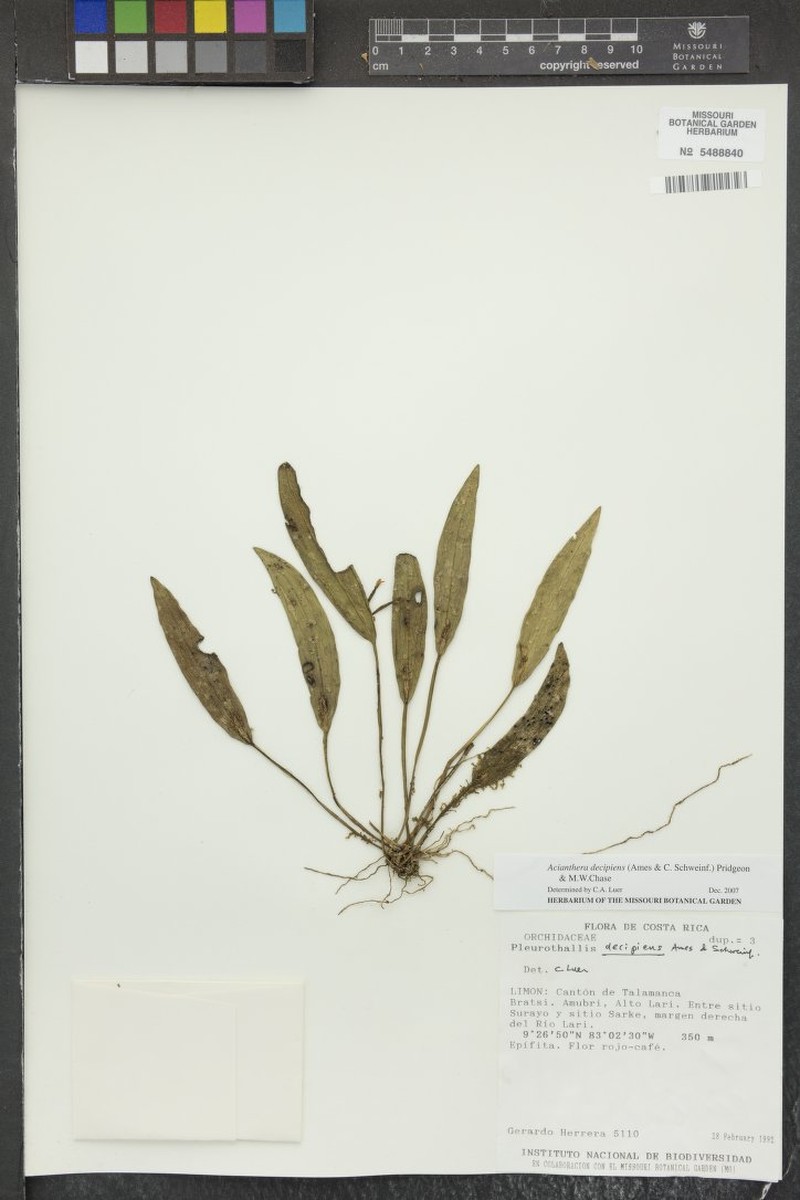 Acianthera decipiens photo 4
