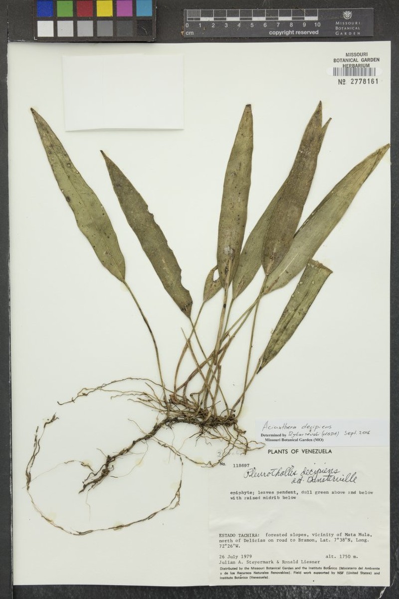 Acianthera decipiens photo 5