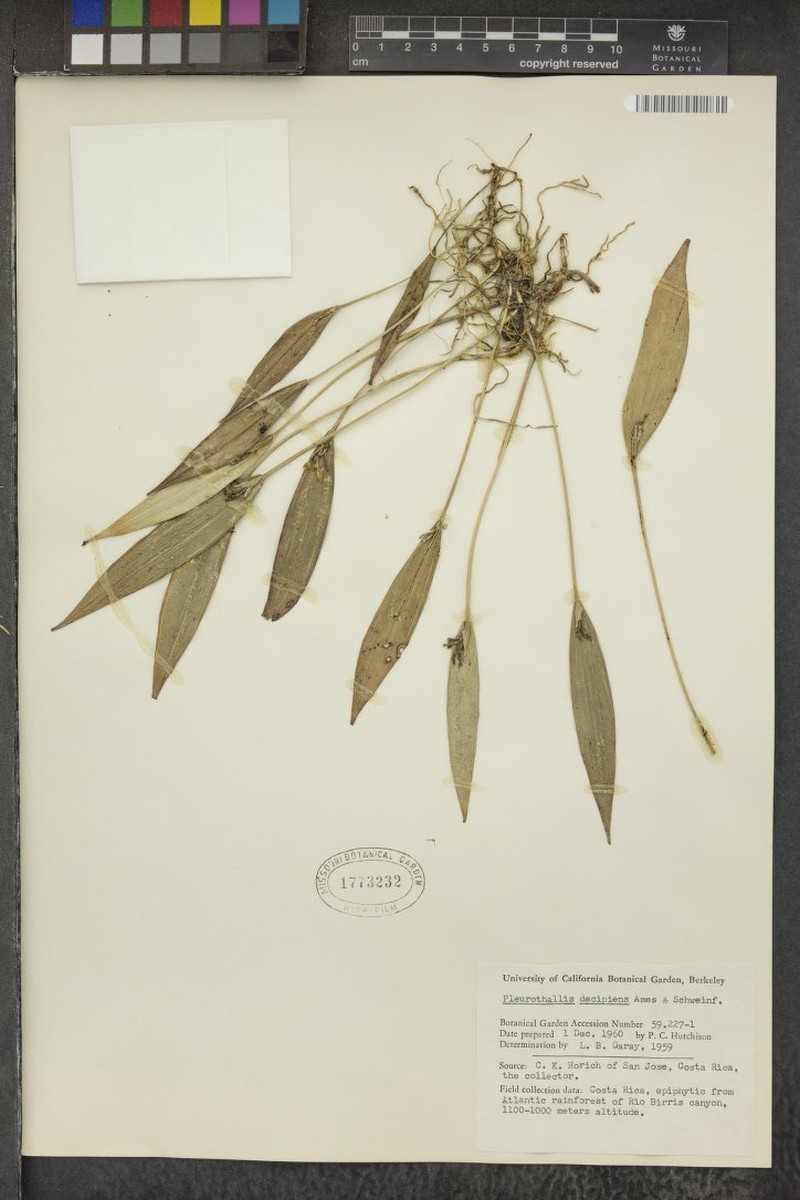 Acianthera decipiens photo 6