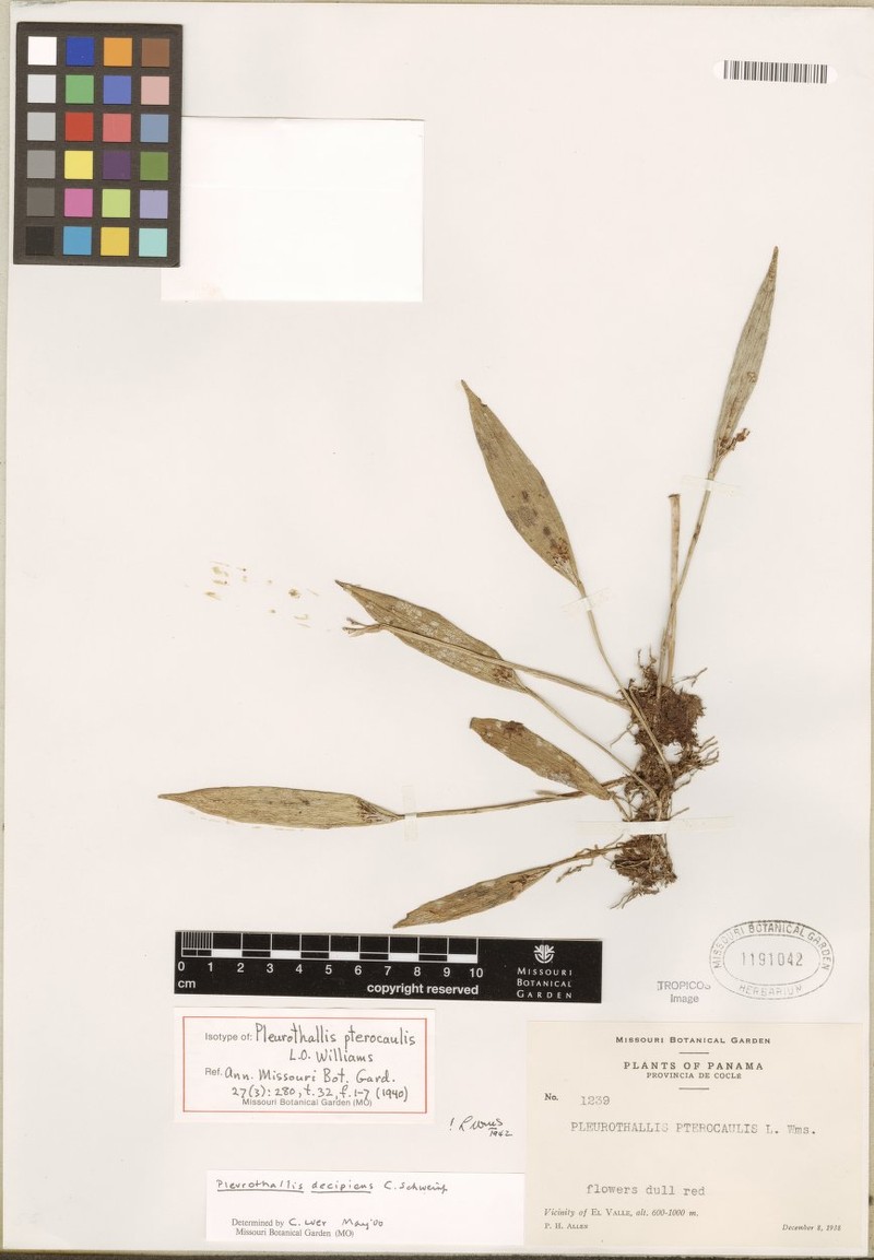 Acianthera decipiens photo 7