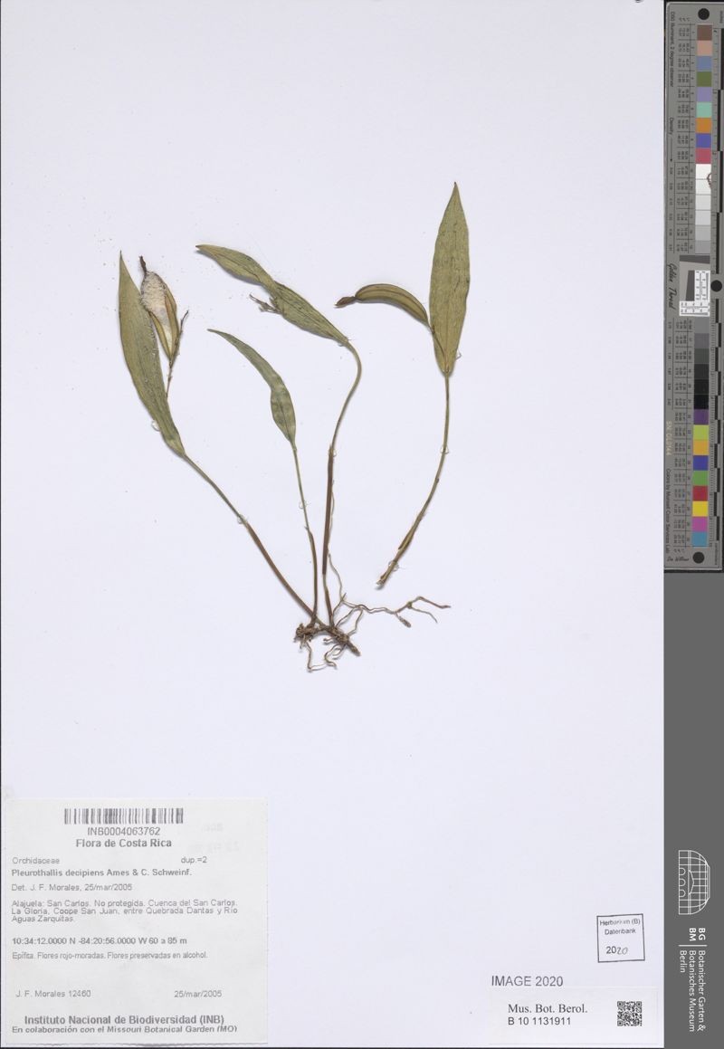 Acianthera decipiens photo 8