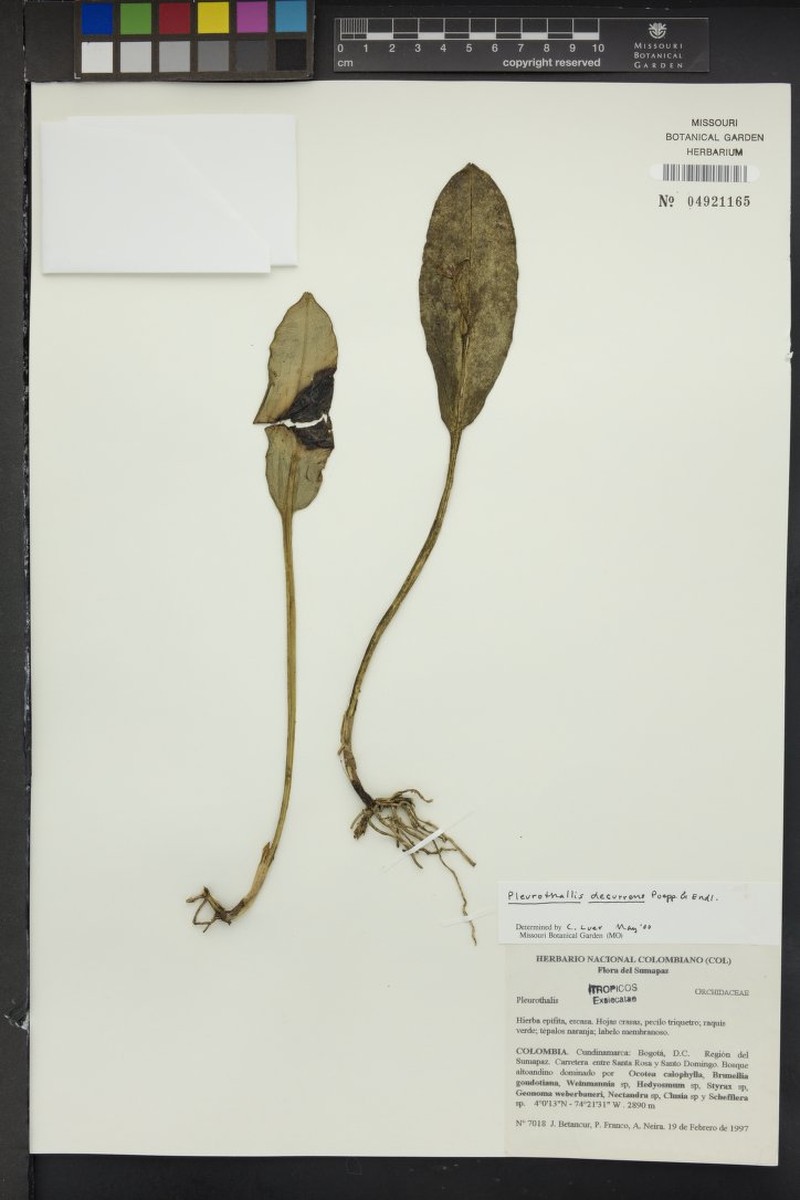 Acianthera decurrens photo 2