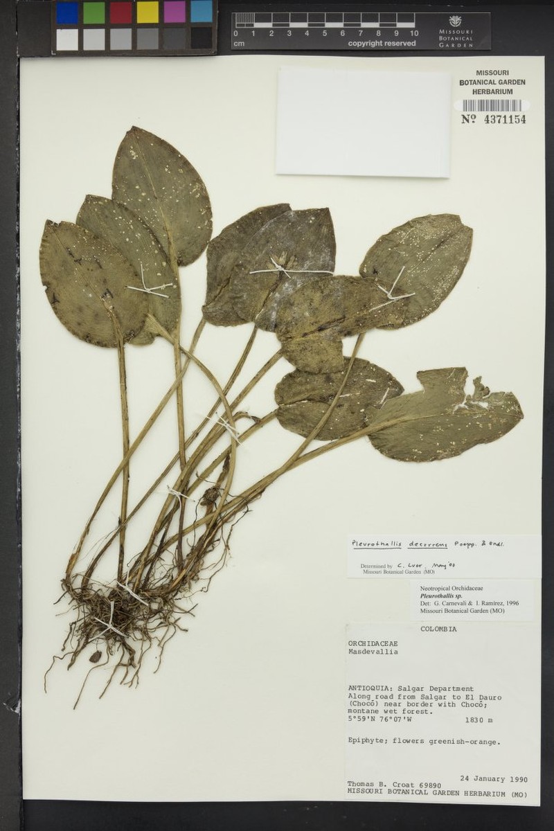 Acianthera decurrens photo 3