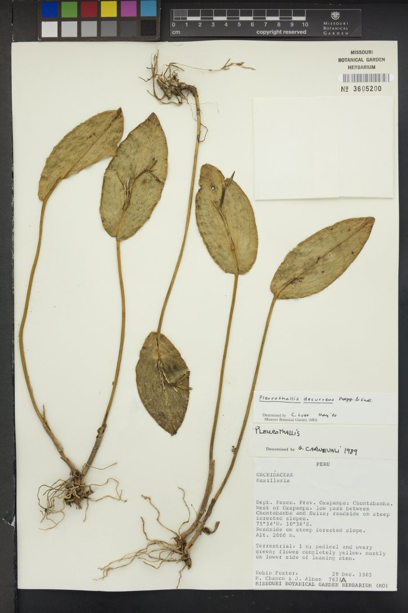 Acianthera decurrens photo 4