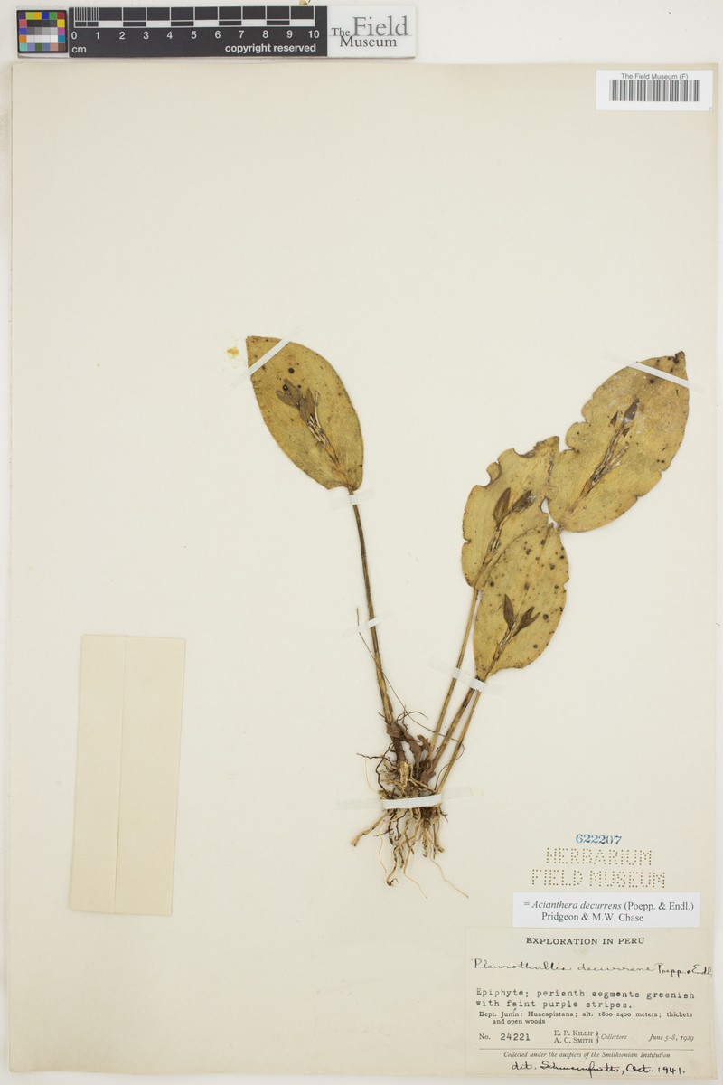 Acianthera decurrens photo 5