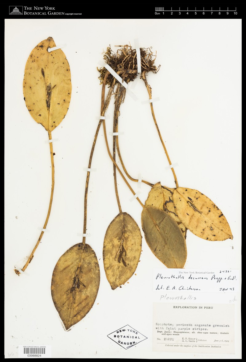 Acianthera decurrens photo 6