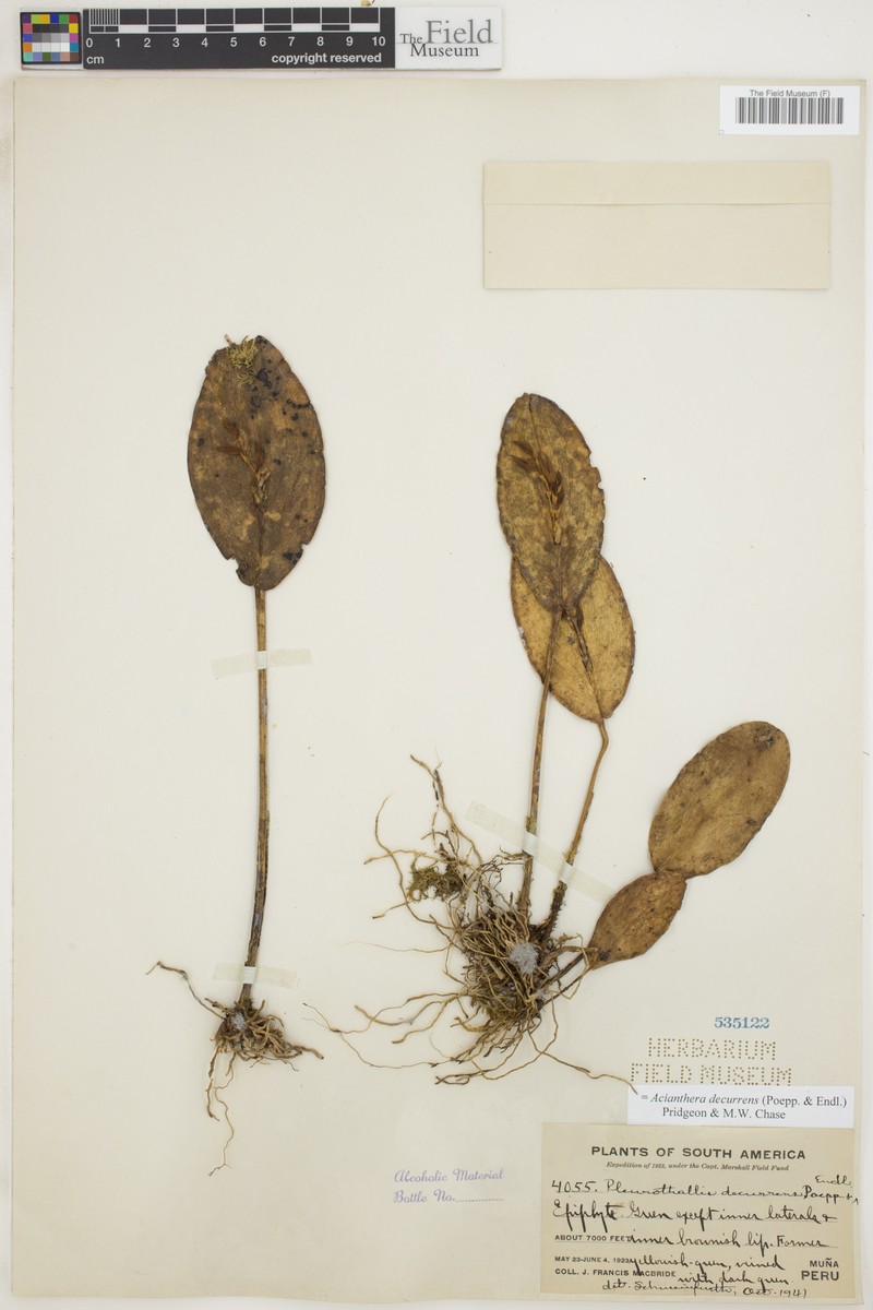 Acianthera decurrens photo 7