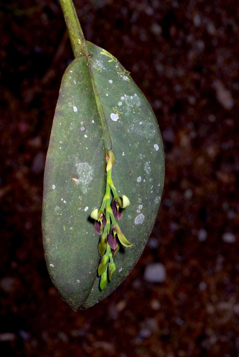 Acianthera decurrens photo 8