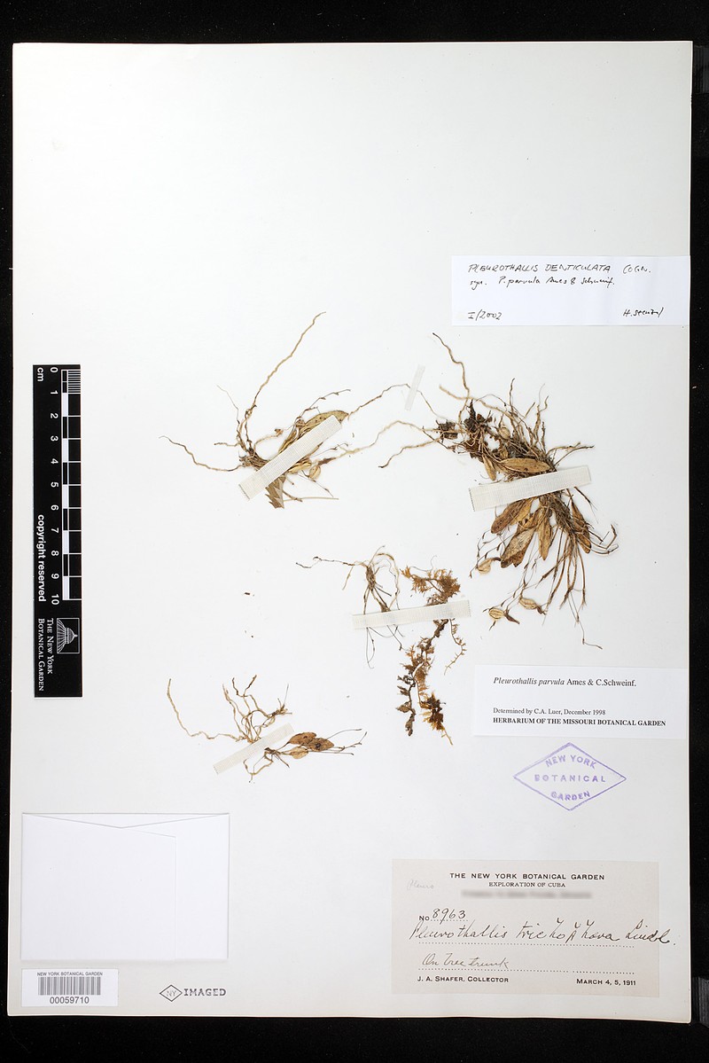 Acianthera denticulata photo 2