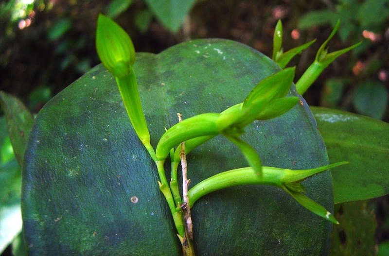Acianthera deserta