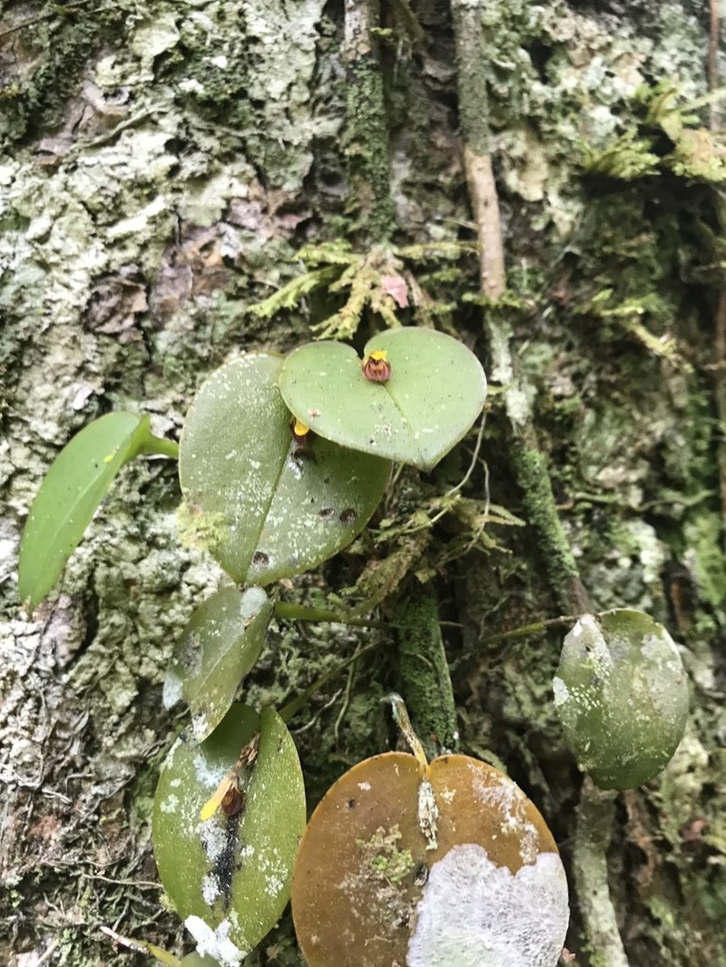 Acianthera discophylla photo 2