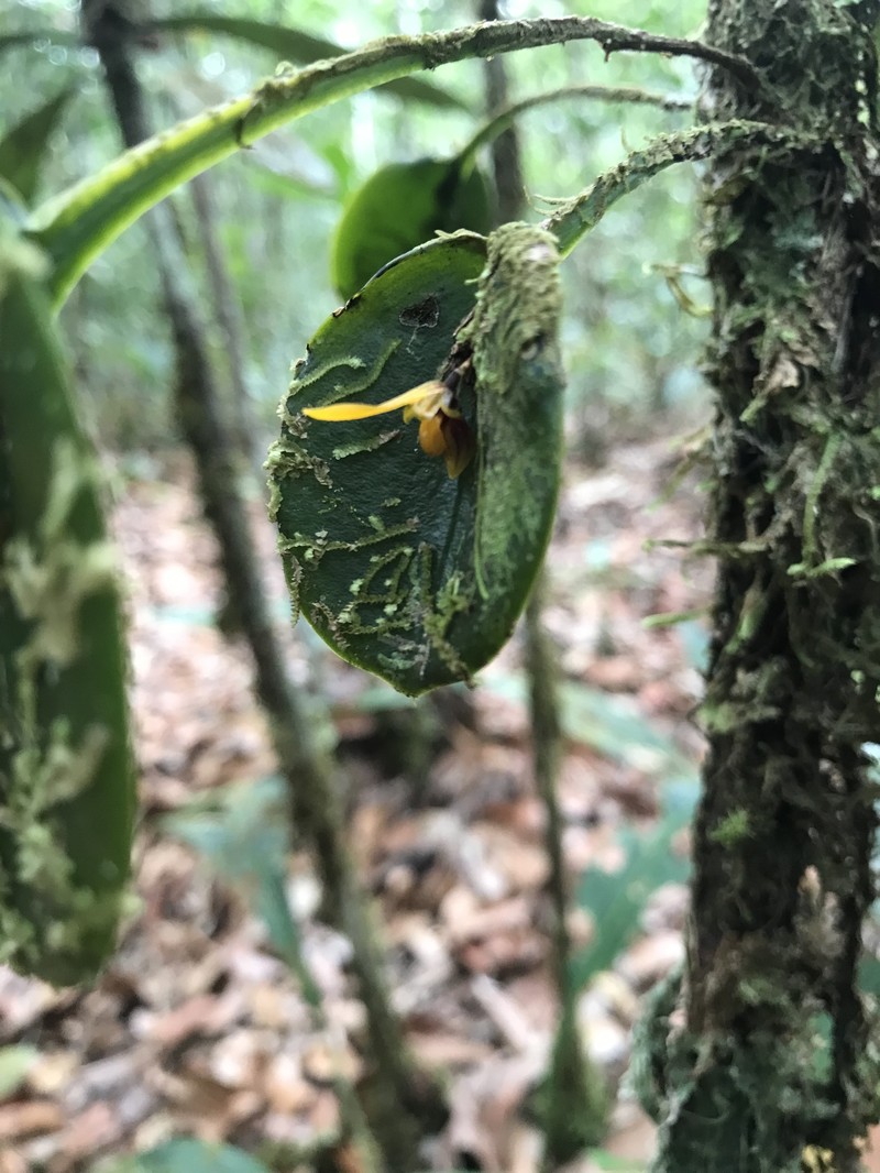 Acianthera discophylla photo 3