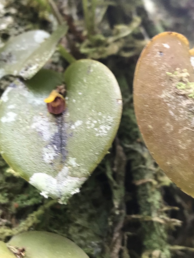 Acianthera discophylla photo 4