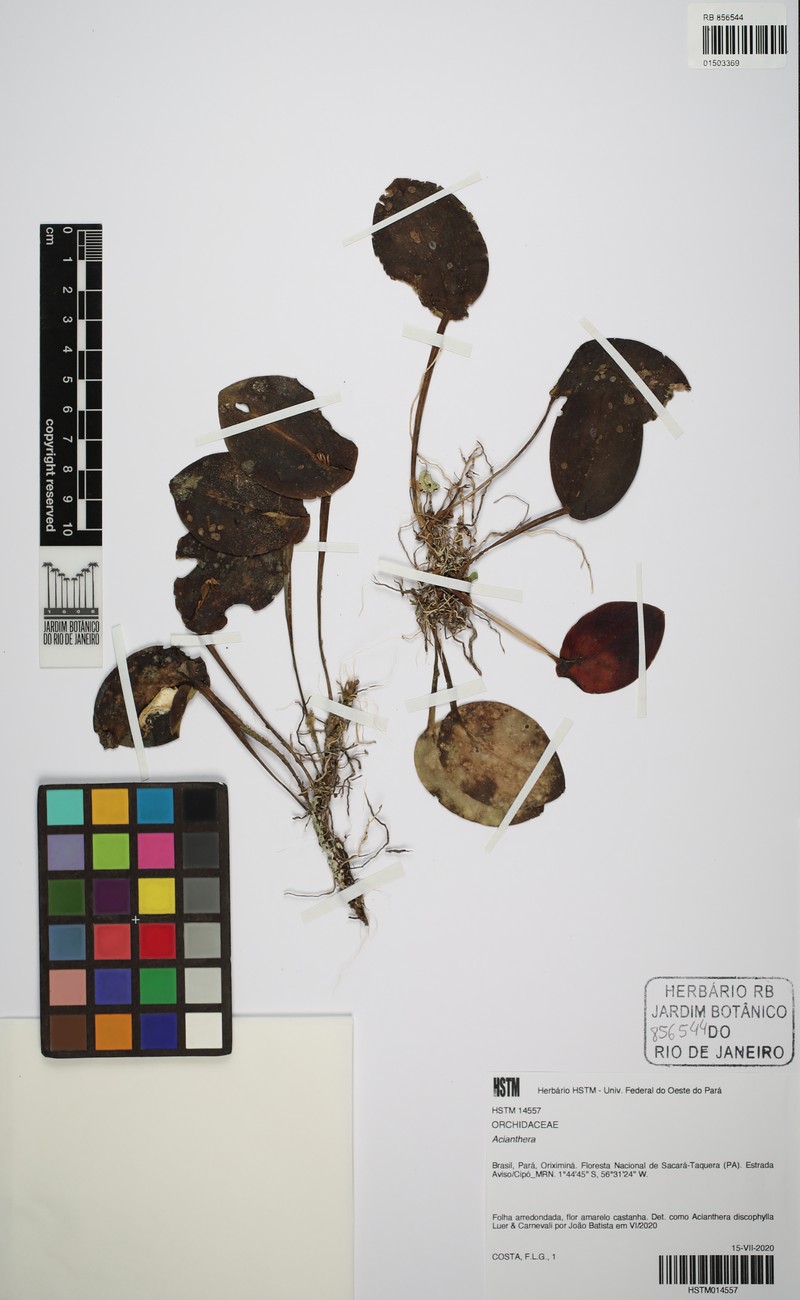 Acianthera discophylla photo 5