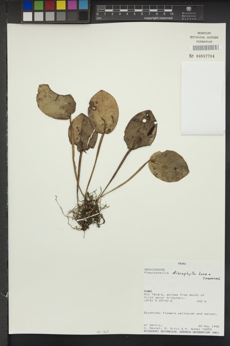 Acianthera discophylla photo 6