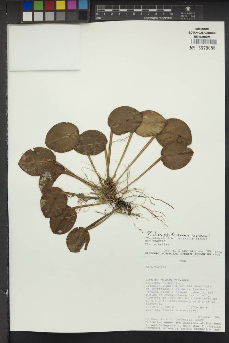 Acianthera discophylla photo 7
