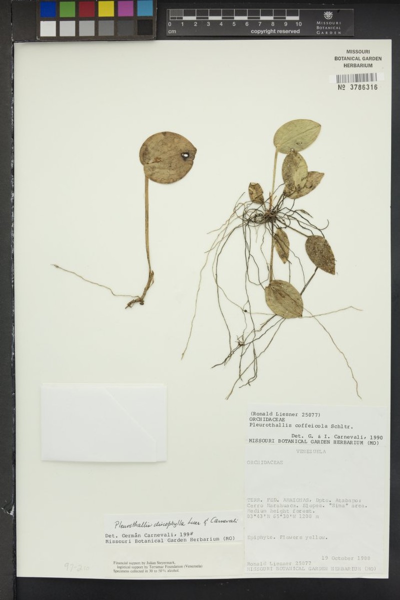 Acianthera discophylla photo 8