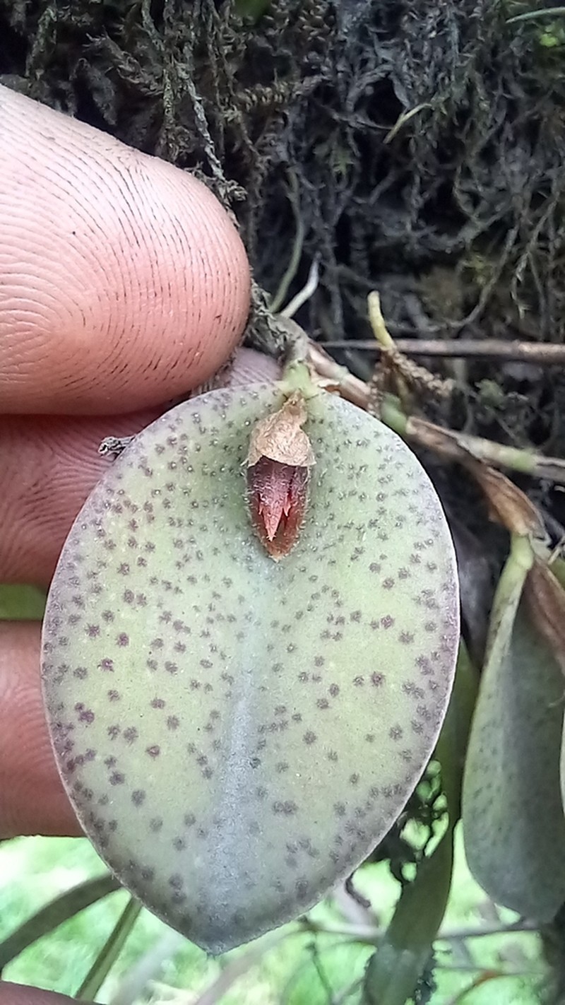 Acianthera dodsonii