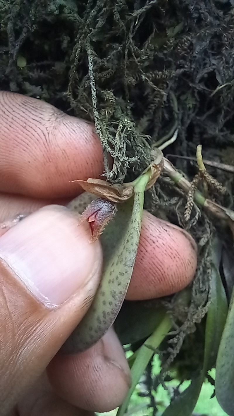 Acianthera dodsonii photo 2