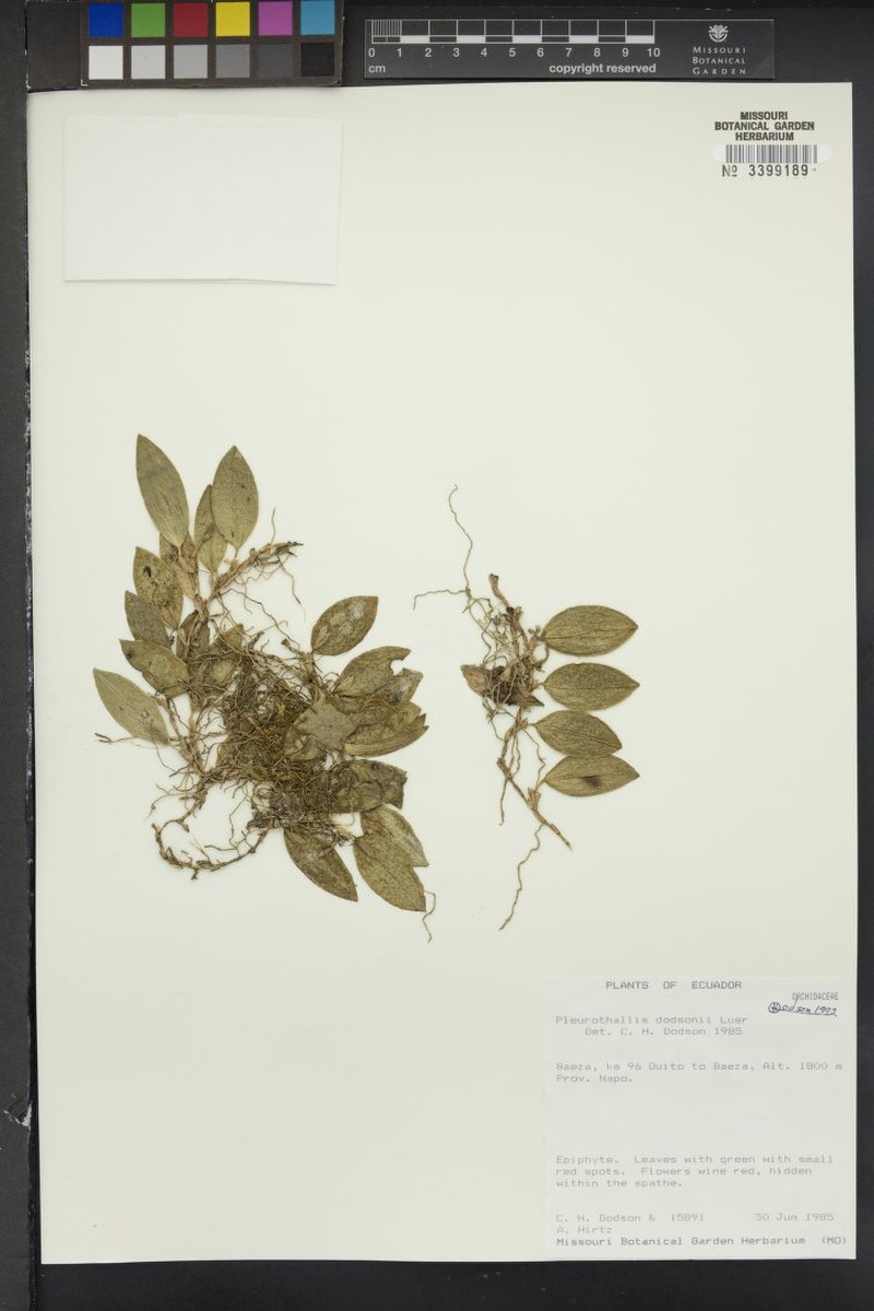 Acianthera dodsonii photo 3