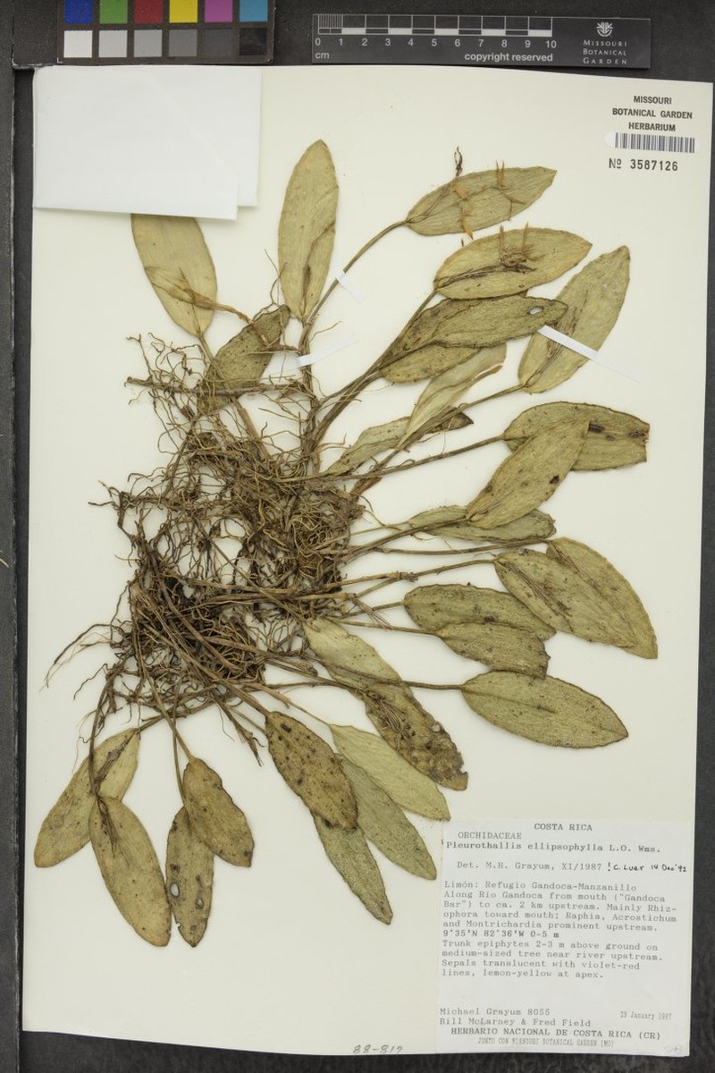 Acianthera ellipsophylla