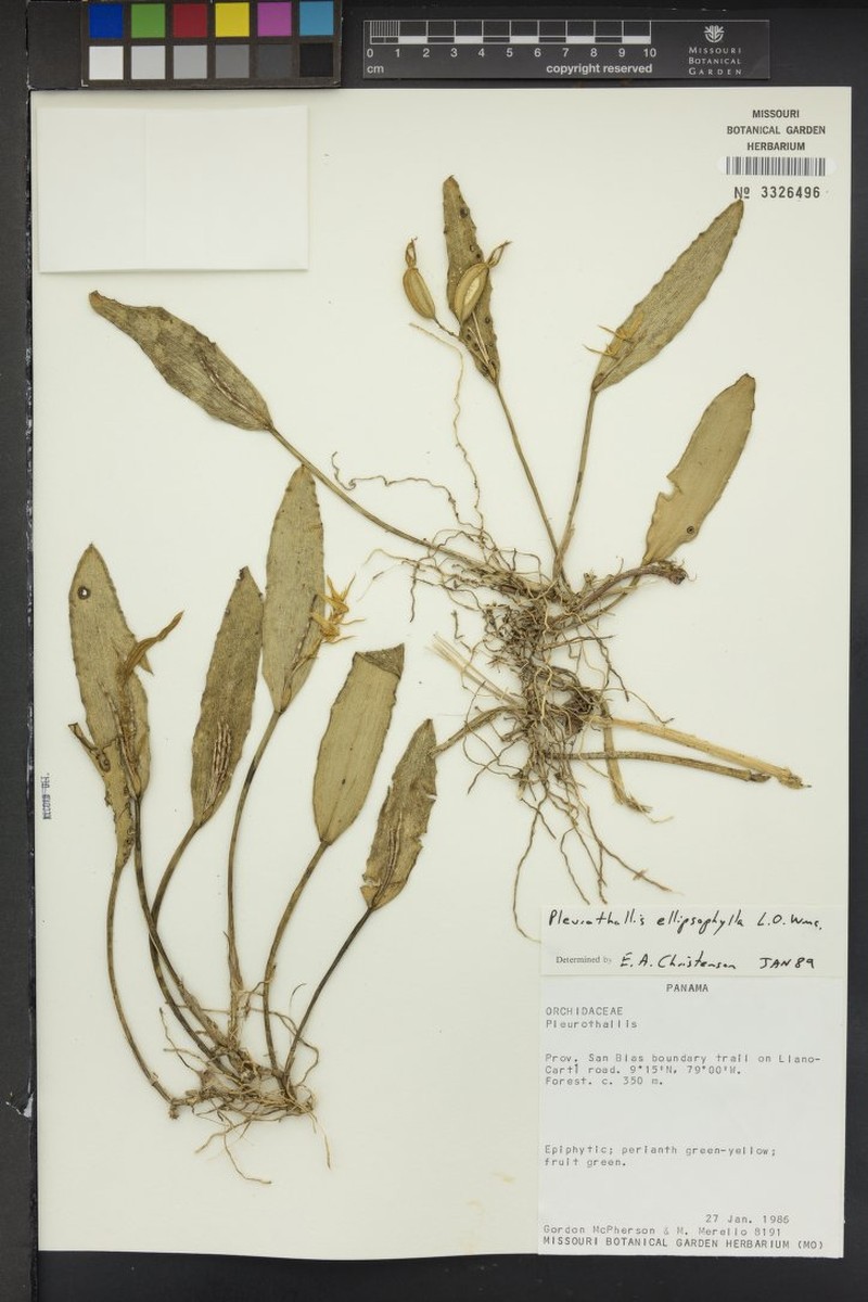 Acianthera ellipsophylla photo 2