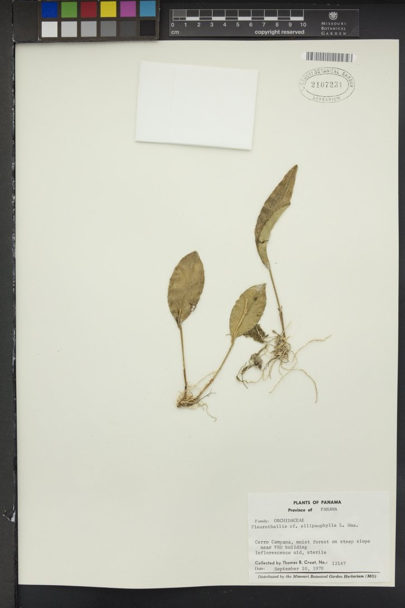 Acianthera ellipsophylla photo 3