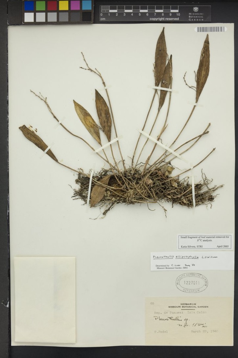 Acianthera ellipsophylla photo 4