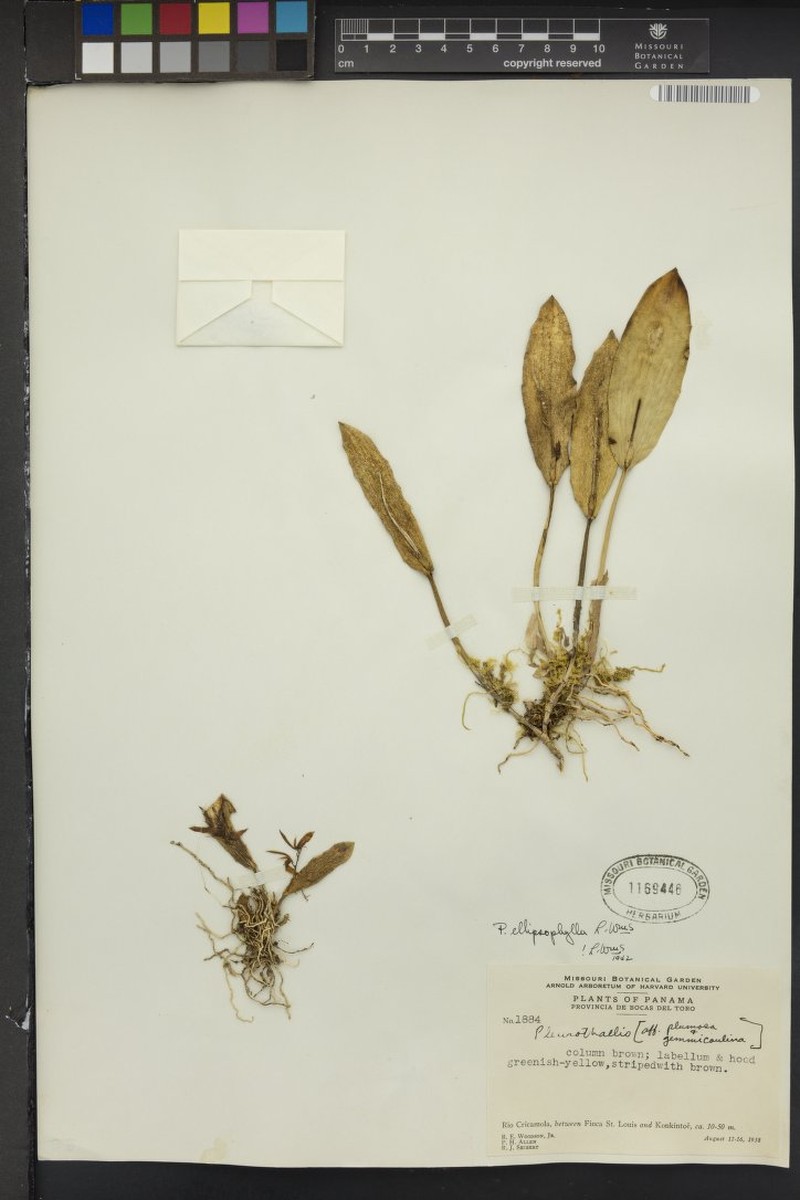 Acianthera ellipsophylla photo 5