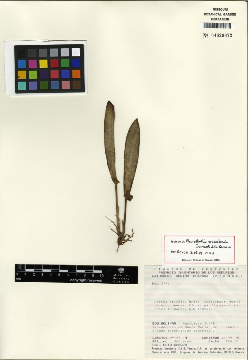 Acianthera erebatensis