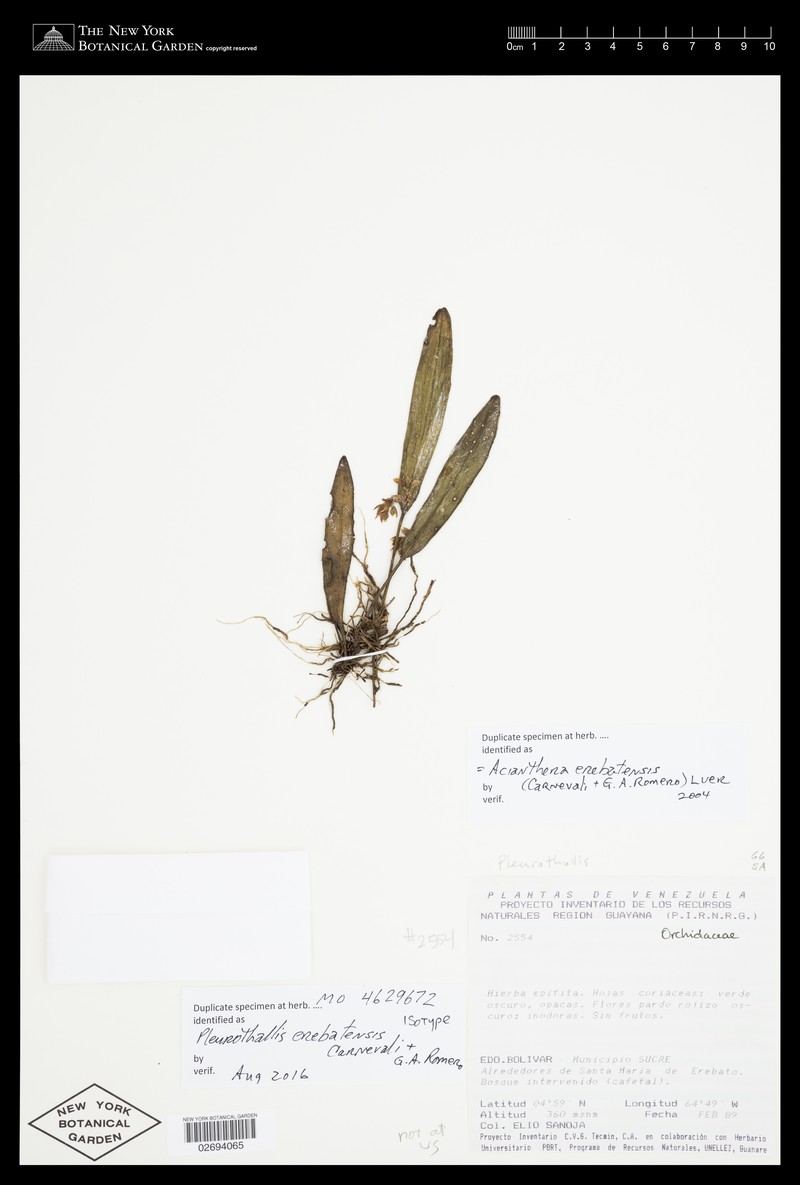 Acianthera erebatensis photo 2