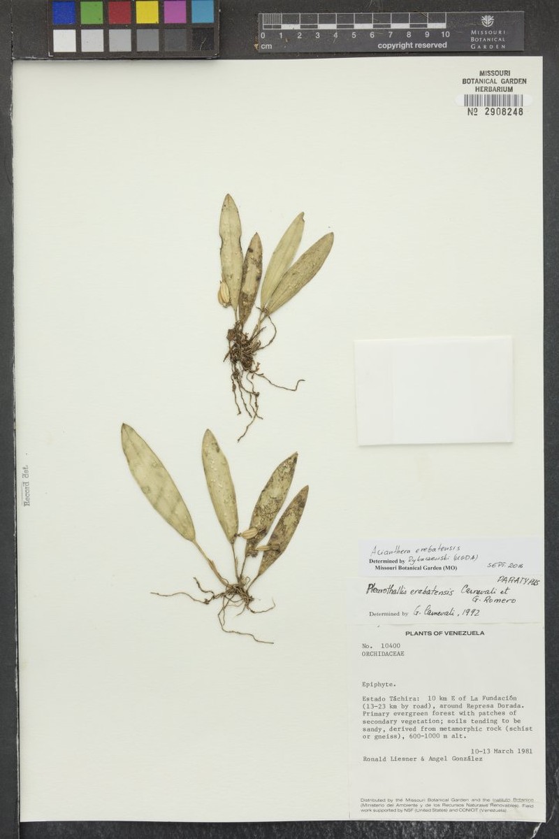Acianthera erebatensis photo 3