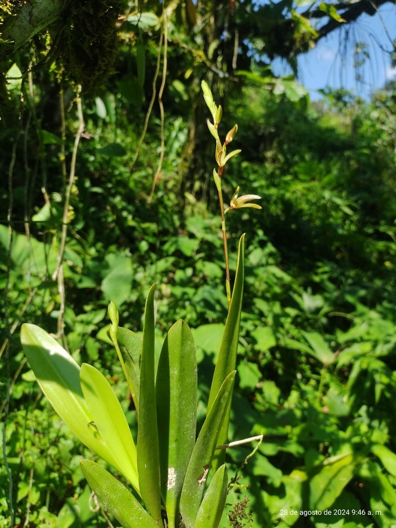 Acianthera erinacea photo 2