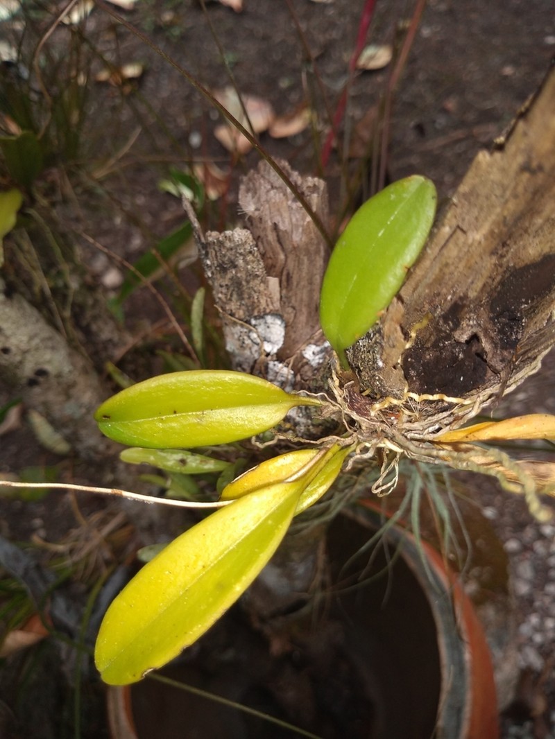 Acianthera erinacea photo 3