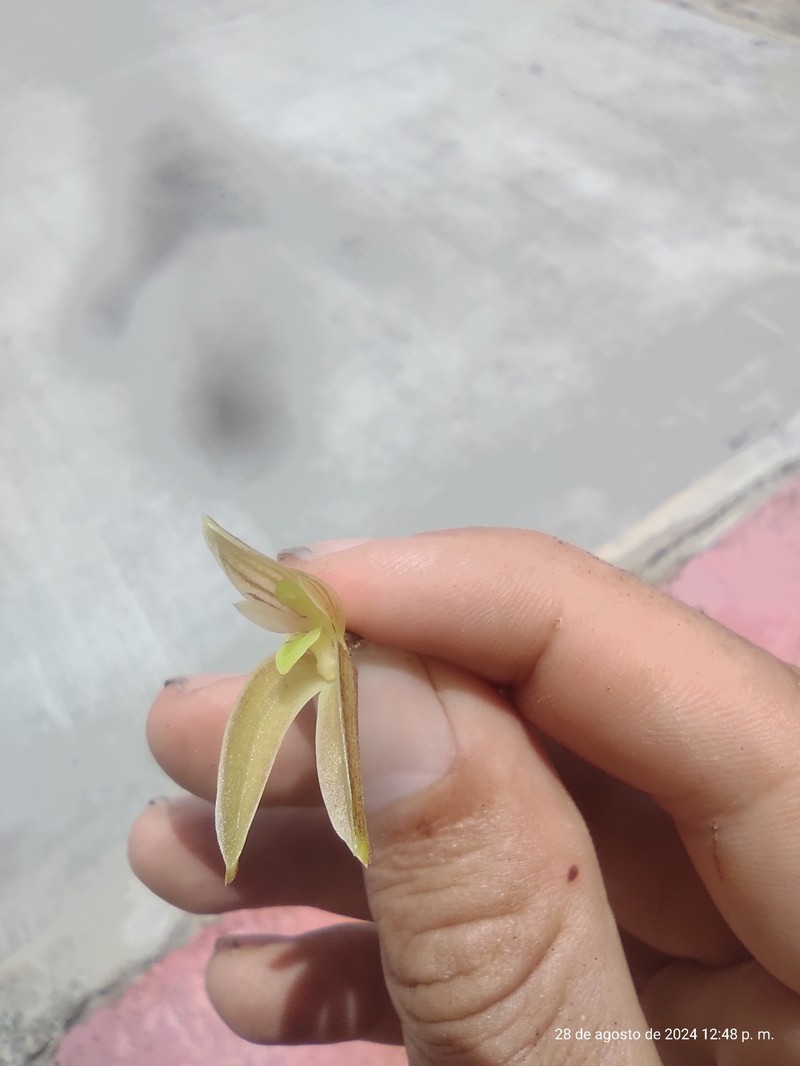 Acianthera erinacea photo 4